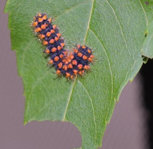 Saturnia pyri